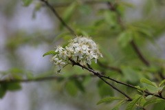 Prunus