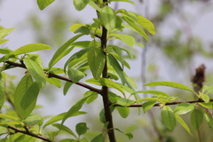Prunus