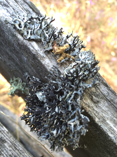 iNaturalist observation photo of Tube Lichens