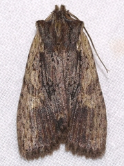 Lithophane hemina