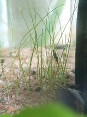 Triplectides dolichos