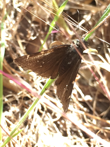 iNaturalist observation photo of Northern Cloudywing