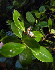 Pittosporum cornifolium (Pittosporum cornifolium)