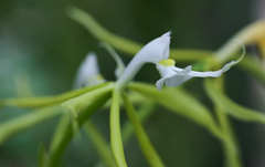 Epidendrum oerstedii