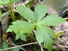 Trollius laxus laxus