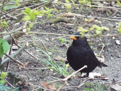 Turdus merula
