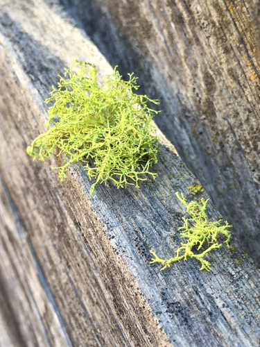 iNaturalist observation photo of wolf lichen
