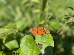 Dione vanillae insularis