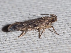 Chionodes pereyra