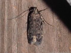 Chionodes pereyra
