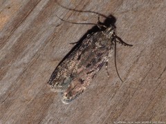 Chionodes pereyra