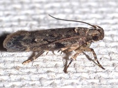 Chionodes pereyra