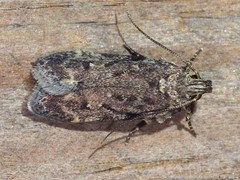 Chionodes pereyra