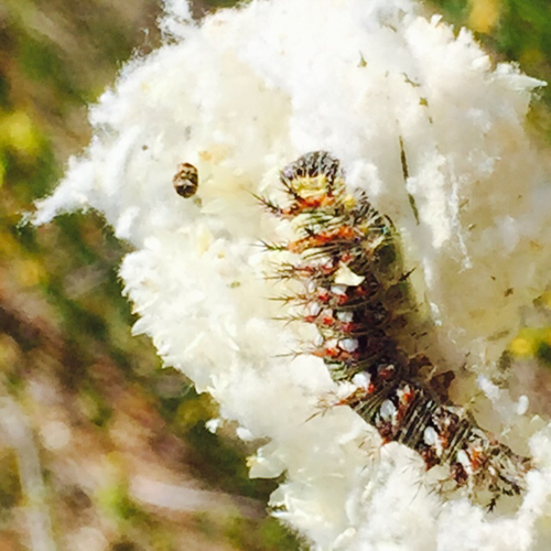 iNaturalist observation photo of American Lady
