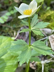 Trollius laxus laxus