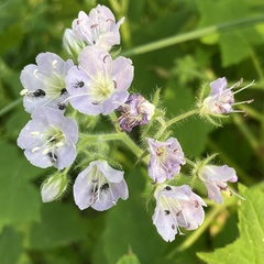Hydrophyllum appendiculatum