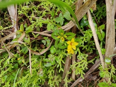 Lysimachia christinae