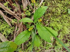 Lysimachia christinae