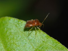 Monalocoris americanus