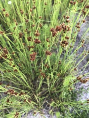 Rhynchospora fascicularis