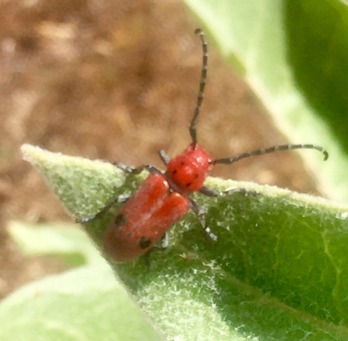 iNaturalist observation photo of Tetraopes basalis