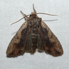 Lithophane hemina