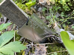 Trollius laxus laxus