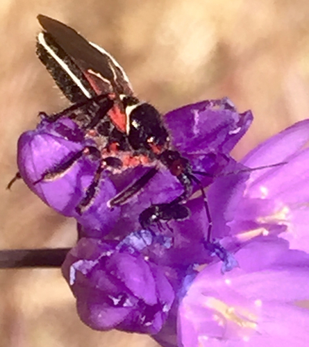 iNaturalist observation photo of California Bee Assassin
