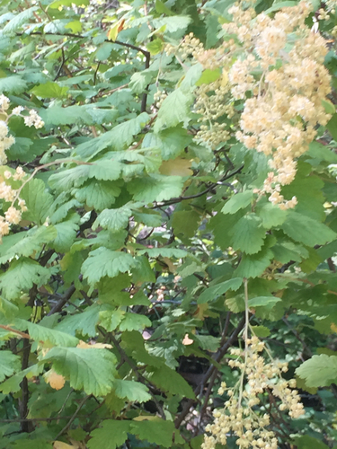 iNaturalist observation photo of Ocean spray