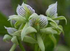 Prosthechea madrensis