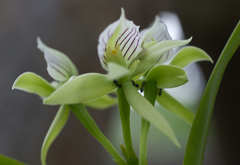 Prosthechea madrensis