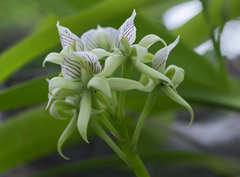 Prosthechea madrensis