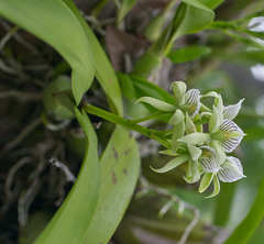 Prosthechea madrensis
