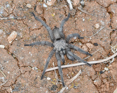 Chaetopelma olivaceum