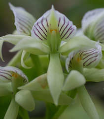 Prosthechea madrensis