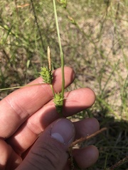 Carex tenax