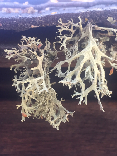 iNaturalist observation photo of Oakmoss