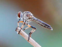 Ommatius floridensis