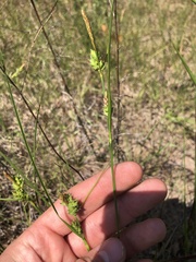 Carex tenax