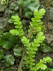 Selaginella apoda