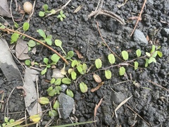 Evolvulus nummularius