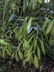 Cinnamomum insularimontanum
