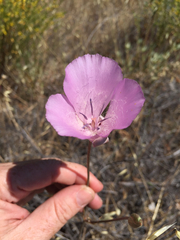 Calochortus splendens