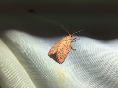 Aberrasine lichenshihi