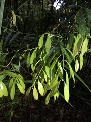 Cinnamomum insularimontanum