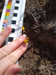 Phacelia lutea