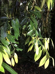 Cinnamomum insularimontanum