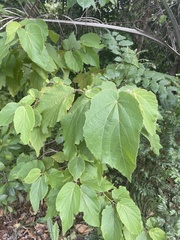 Helicteres jamaicensis