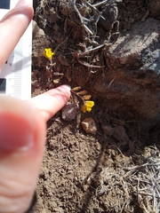 Phacelia lutea