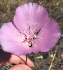 Calochortus splendens